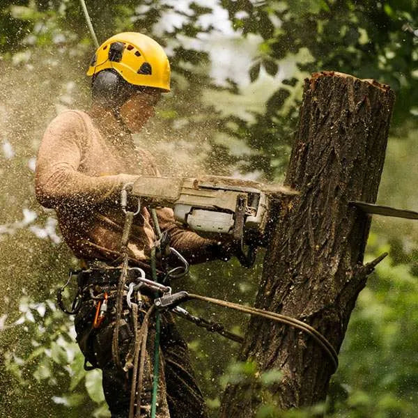 arborist rope